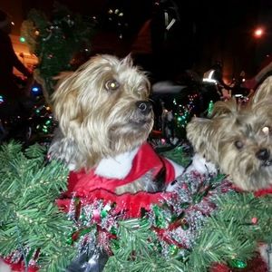 Meet your Posher, Tish